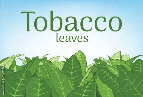 Tobacco leaf banner background vector eps 10