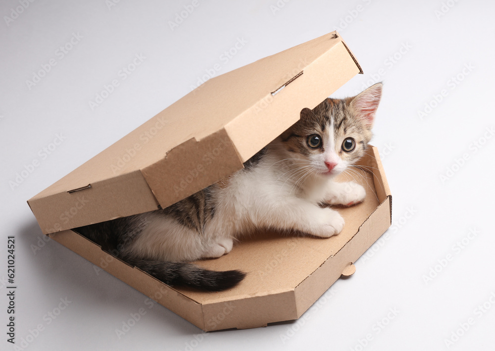 Little kitten in pizza box on gray background. Little kitten in pizza box on gray background.