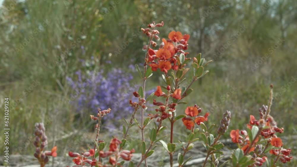 Australian rural wildflowers and native plants Australian rural wildflowers and native plants