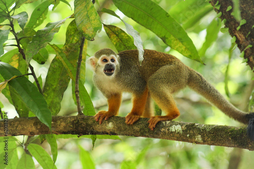 Macaco na Amaz  nia 