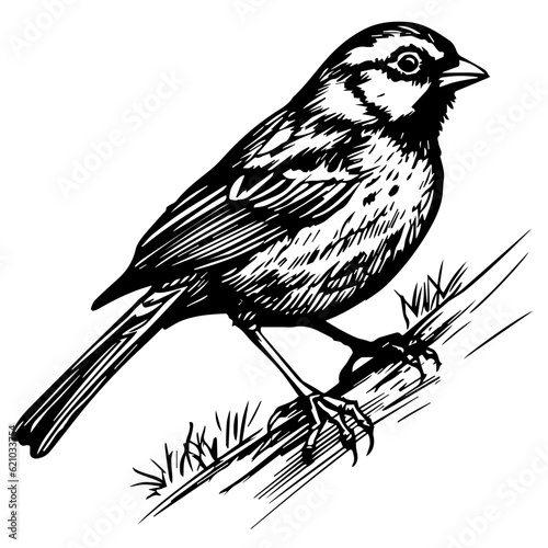 Bird Vector photo