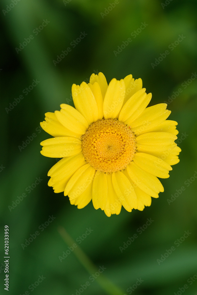 Margarita amarilla. Detalle de flor con pétalos.