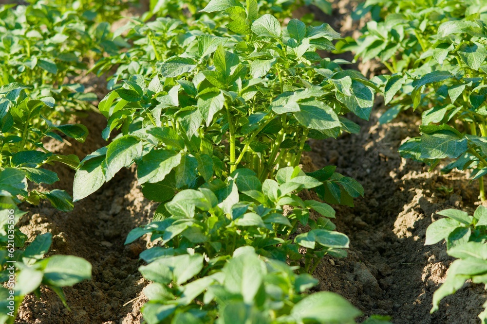 Obraz premium Potatoes in the field