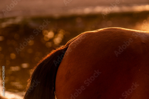 fat bum on horse ass in sunset light