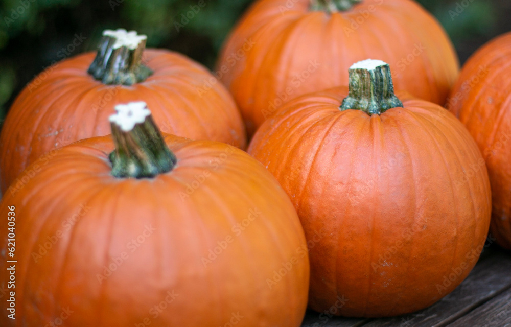 pumpkin pumpkin