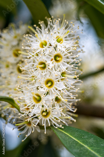 Detail of white flower of Cunonia capensis plant