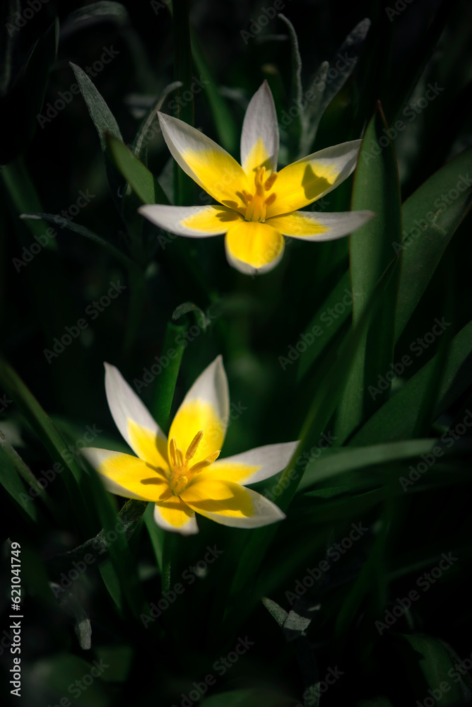 Fototapeta premium Delicate sunny color of a perennial flower.Simple and delicate petals. Narcissus is unique.Dwarf daffodil.