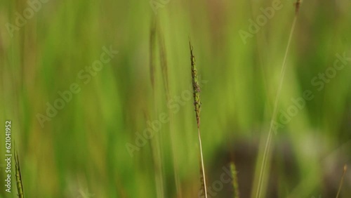 Reeds blowing in the wind, with a blurred background