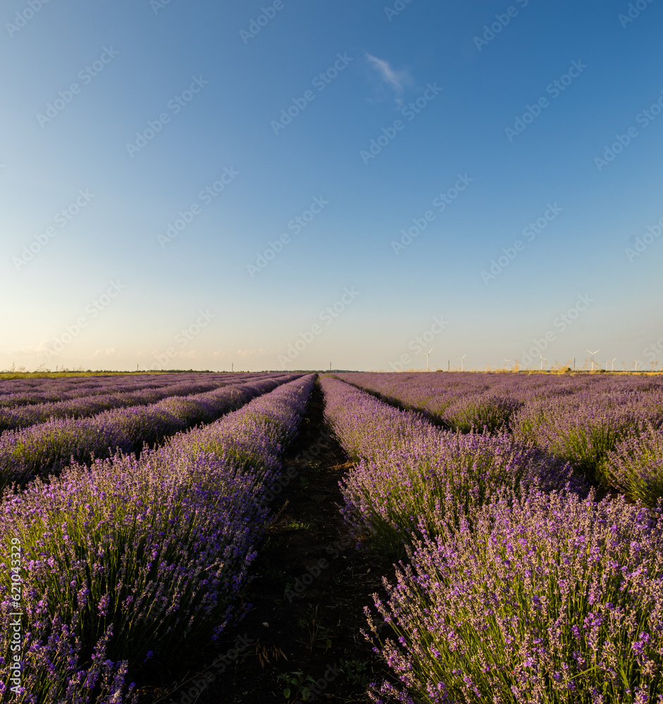 Obraz premium lavender field region