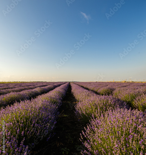 lavender field region