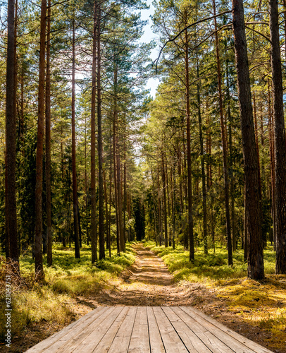 Gravel road with wooden footpath among trees of pine forest