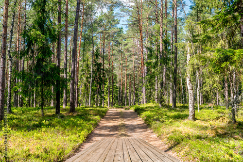 Gravel road with wooden footpath among trees of pine forest