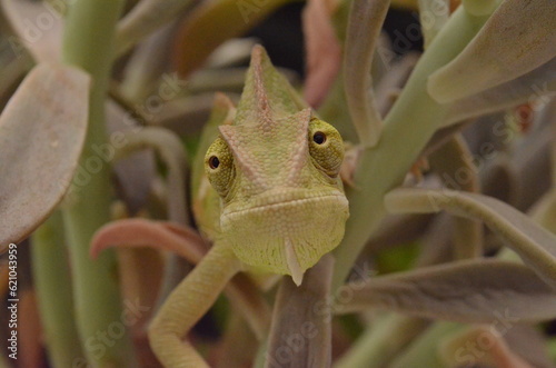 Beautiful and colorful juvenile female chameleon in natural plants