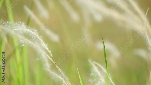 Reeds blowing in the wind, with a blurred background