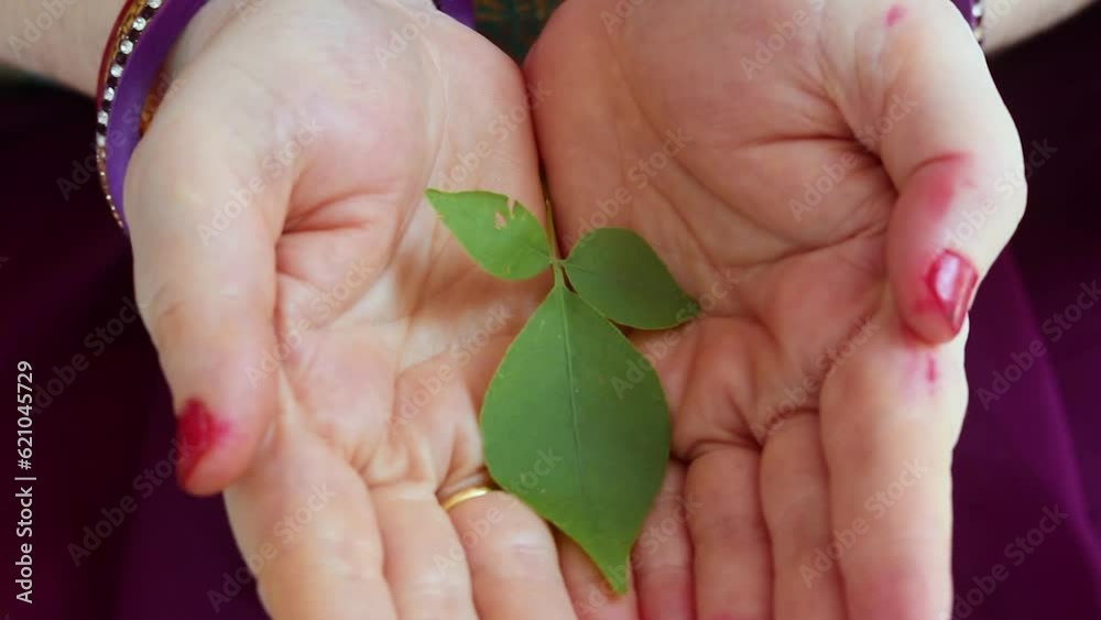 devotee holding holy Aegle marmelos or Bael leaf in hand from different angle at day devotee holding holy Aegle marmelos or Bael leaf in hand from different angle at day