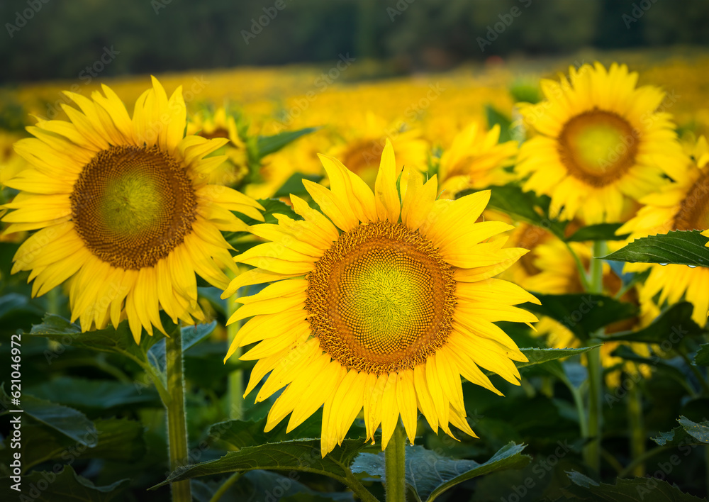 Obraz premium Sunflowers looking at camera