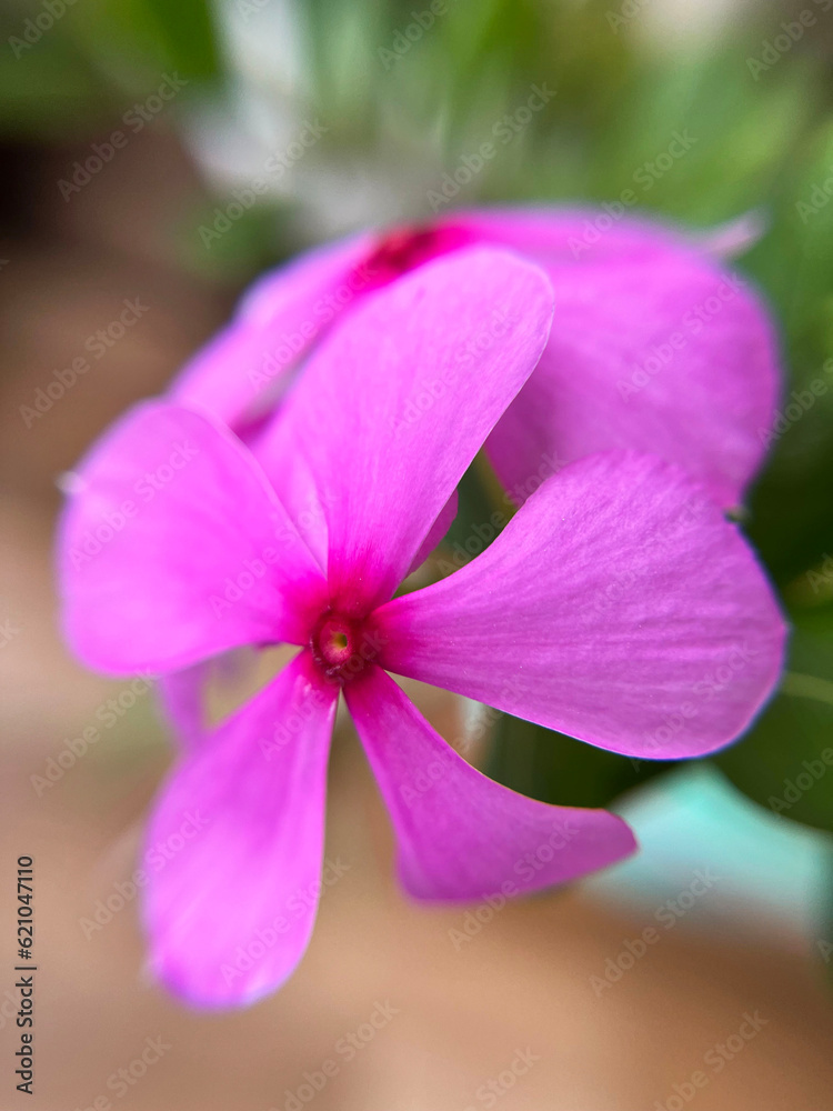 Periwinkle Purple Flowers Blooming In Home Garden Periwinkle Purple Flowers Blooming In Home Garden