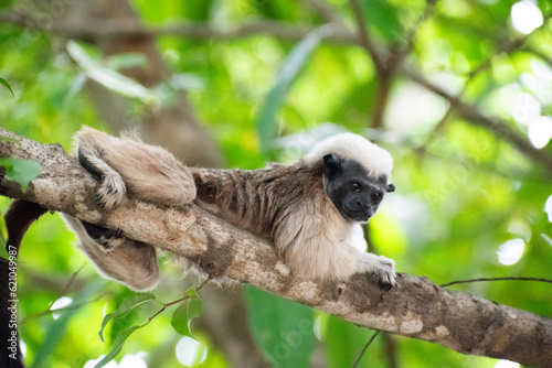 Canvas Print Cotton-top tamarin lying on a tree branch in the tropical forest (Mono titi cabe