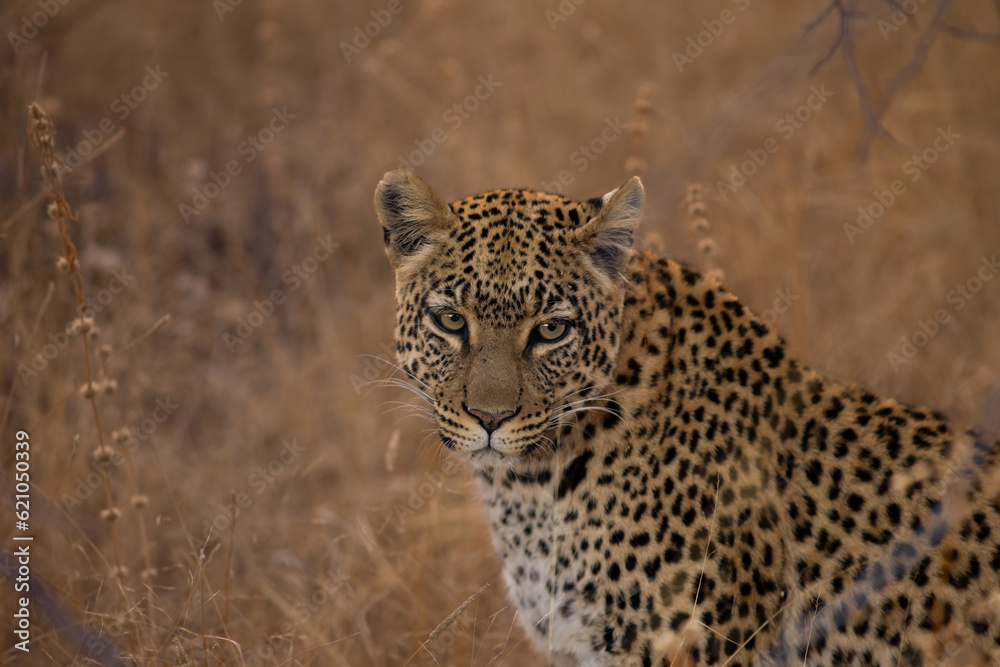 Portrait of a leopard in Namibia, Africa Portrait of a leopard in Namibia, Africa