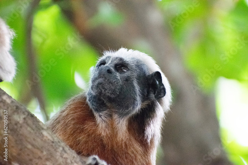 titi monkey in the tree (Mono titi cabeza blanca) photo