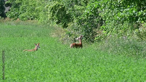 Doe and Fawn in the Field
