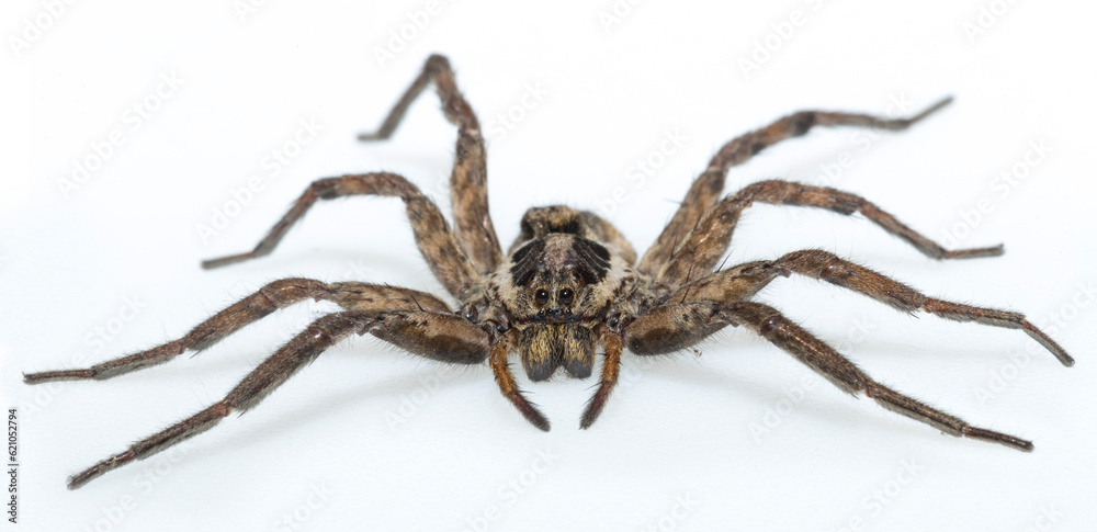 Hogna radiata is a species of wolf spider. Hogna radiata is a species of wolf spider.
