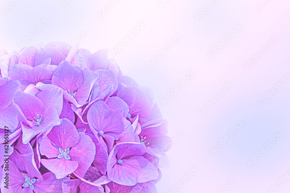 Fototapeta premium Purple hydrangea or hortensia flower background.
