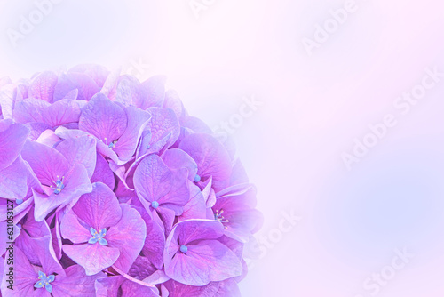 Purple hydrangea or hortensia flower background.