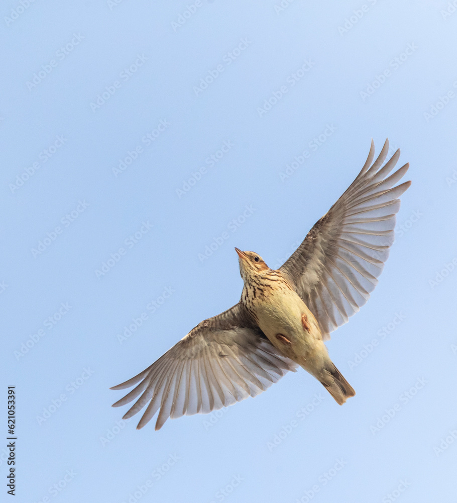 Wood Lark, Lullula arborea