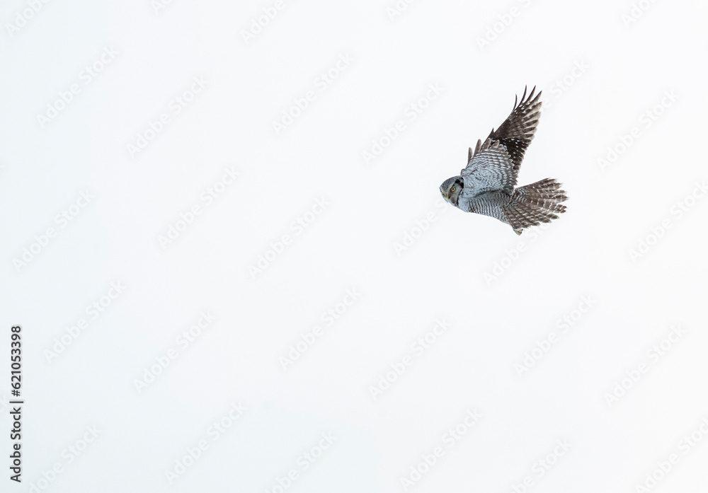 Fototapeta premium Northern Hawk Owl, Surnia ulula