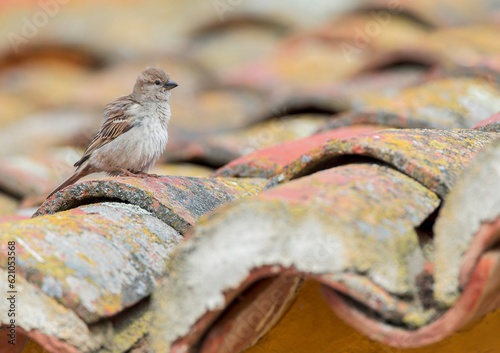 House Sparrow, Passer domesticus