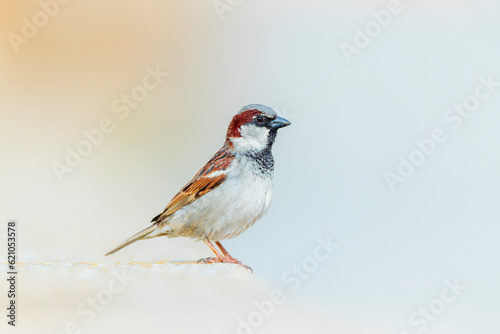 House Sparrow, Passer domesticus photo