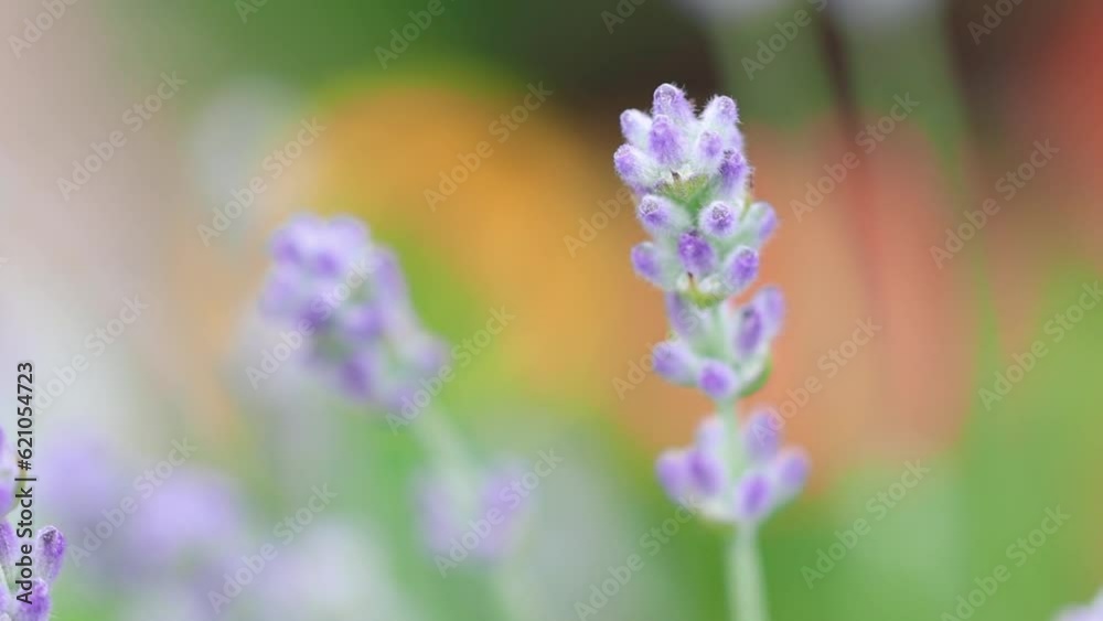 Close up view of Lavender flower stems. Close up view of Lavender flower stems.