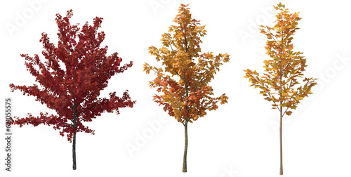 autumn trees set