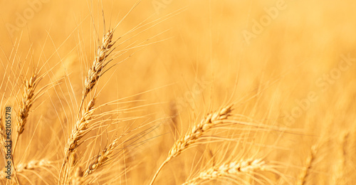 Wheat field on a sunny day. Grain farming  ears of wheat close-up. Agriculture  growing food products.