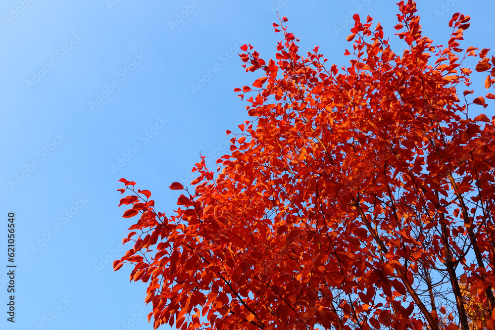Bright red leaves of tree in autumn. Beautiful nature view. Bright red leaves of tree in autumn. Beautiful nature view.