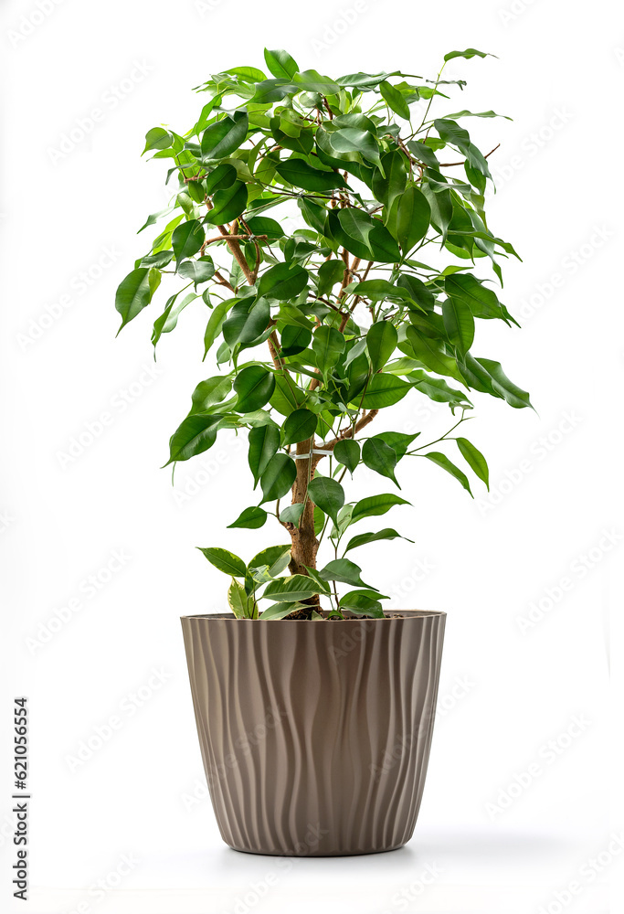Ficus benjamina in flowerpot isolated on white background, with clipping path included Ficus benjamina in flowerpot isolated on white background, with clipping path included
