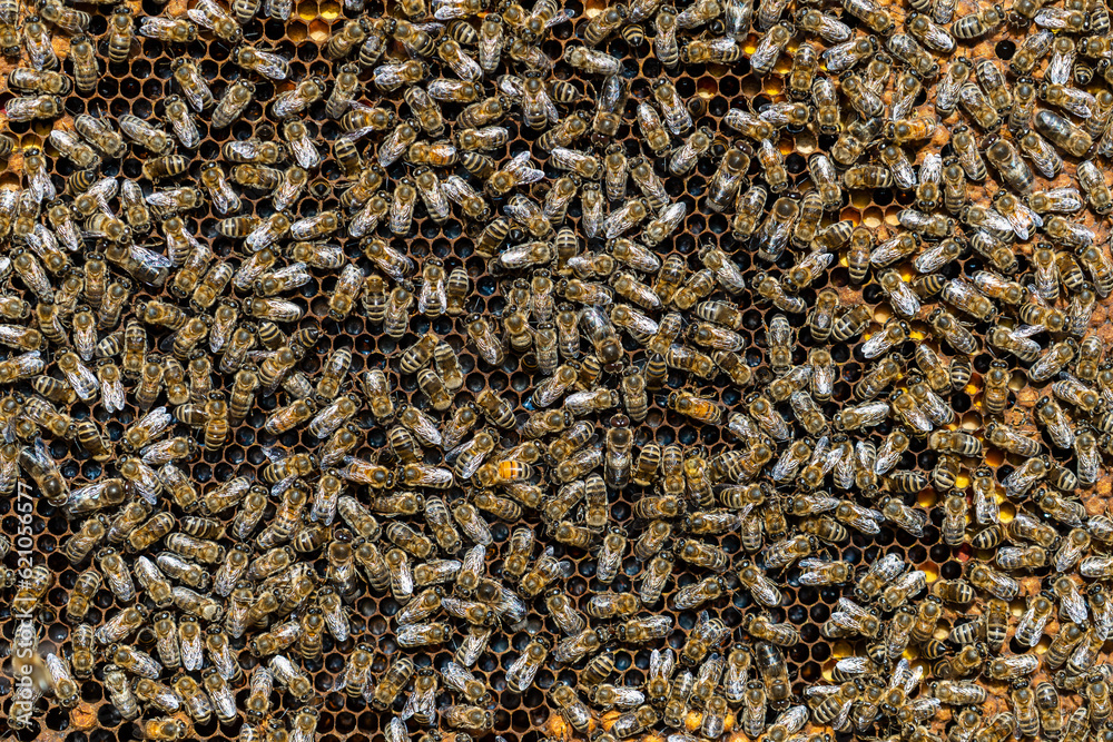 Colony of bees on honeycomb in apiary. Beekeeping in countryside. Wooden frame with honeycombs, closeup