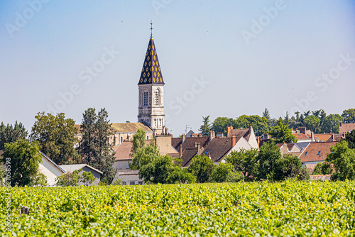 Vignes à Nuits-Saint-Georges. Vineyards in Nuits-Saint-Georges.