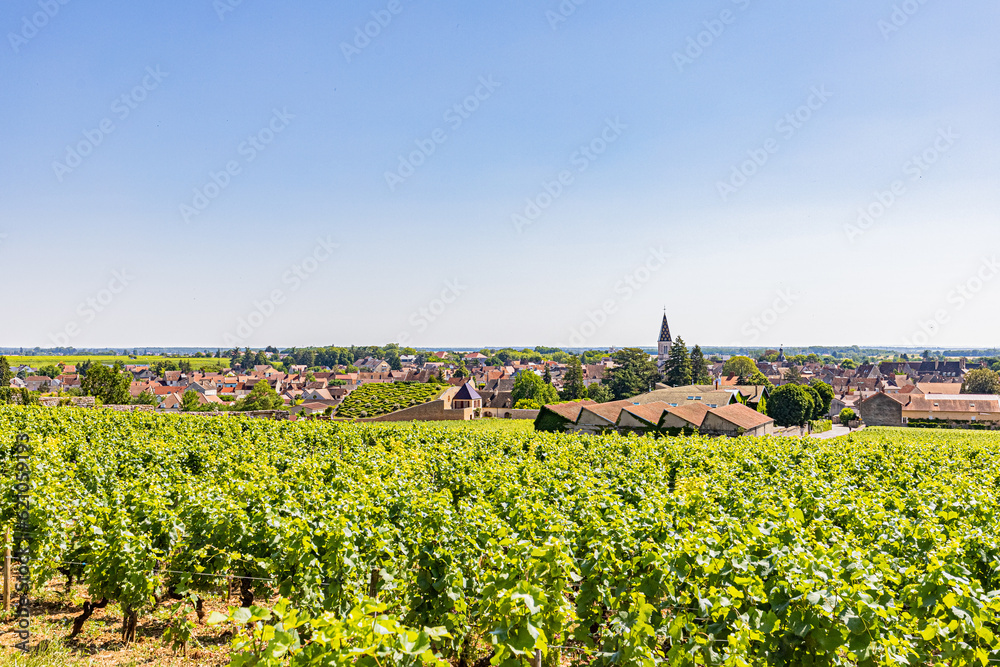 Vignes à Nuits-Saint-Georges. Vineyards in Nuits-Saint-Georges.