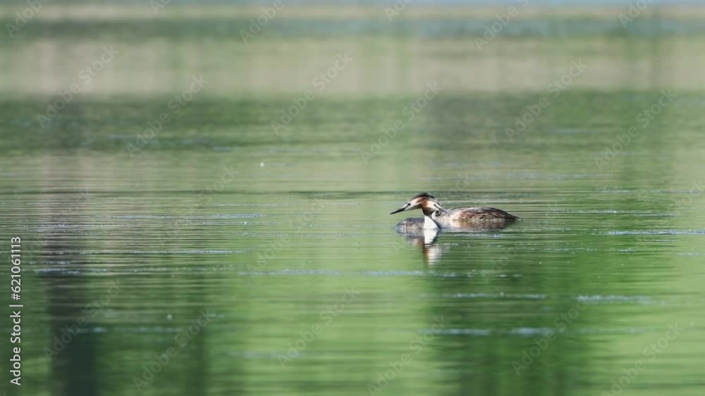 pair of great crested grebe (Podiceps cristatus) swimming on the lake pair of great crested grebe (Podiceps cristatus) swimming on the lake