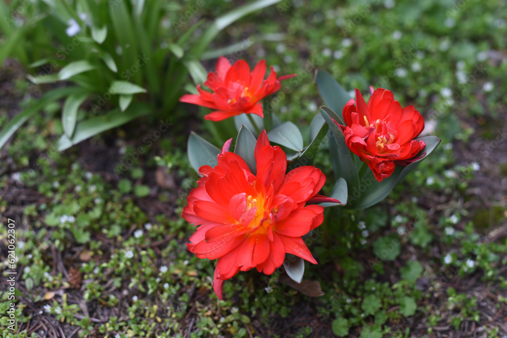 Red spring flowers in the flower bed
