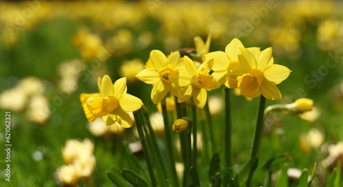 Fototapeta Naklejka Na Ścianę i Meble -  Spring. Beautiful yellow daffodils in the flower bed