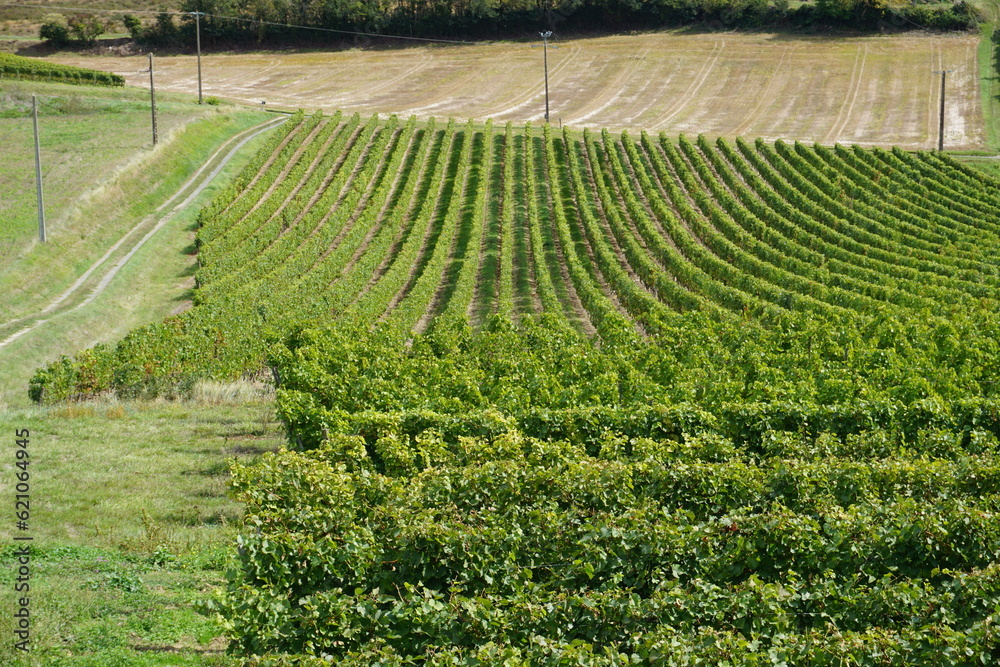 Φωτογραφία rows of vines in vineyard in the Loire valley in the spring in France