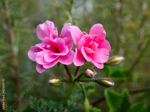 two pink flowers and buds in the nature
