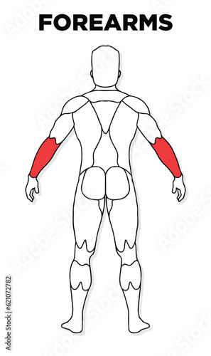 Human Forearms muscle male anatomy model vector, perfect for gym illustration, health, medicine and biology lessons.