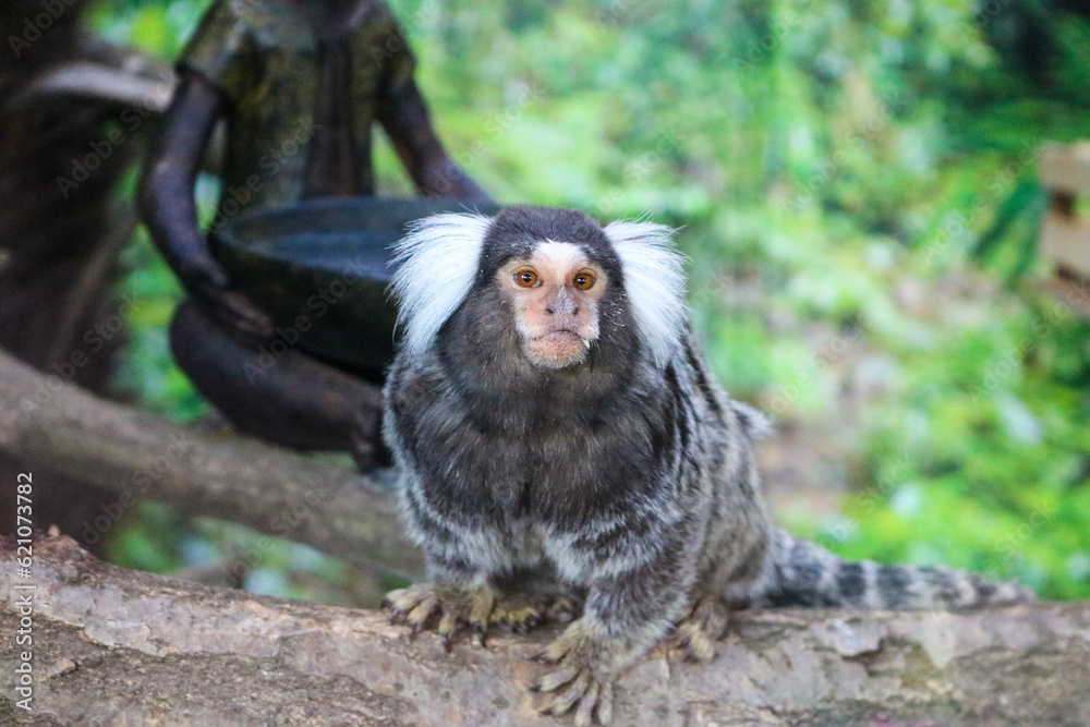 Naklejka premium black tailed macaque