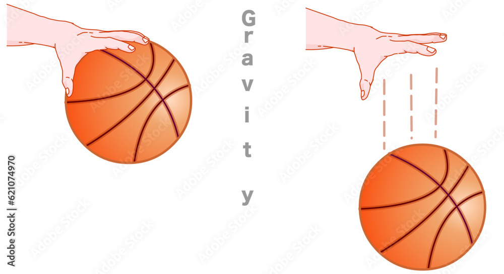Hand dropping basketball ball, bounce, gravity test. Object falling down. Newton idea universal law. School, education lesson experiment. Weight and mass. Inertia, motion. Physics illustration vector
