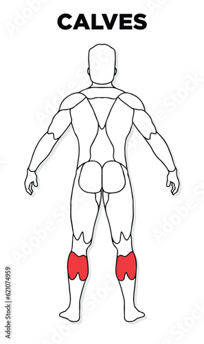 Human Calves muscle male anatomy model vector, perfect for gym illustration, health, medicine and biology lessons.