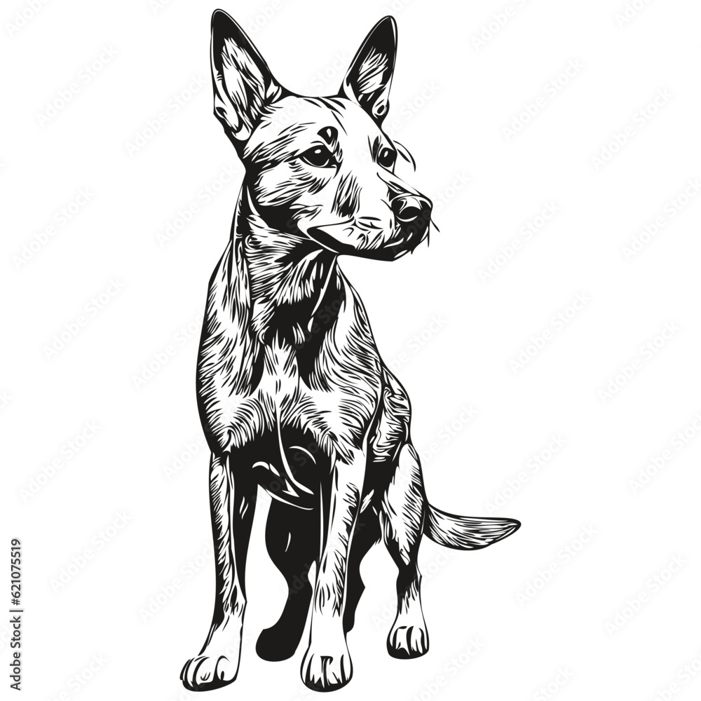 American Hairless Terrier dog logo vector black and white, vintage cute dog head engraved realistic breed pet